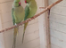 PAIR OF RINGNECKS