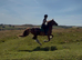 15.1hh amazing cob gelding