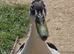 Two male runner duck pets