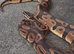 Royal (ball) pythons plus vivs &pound;100 EACH