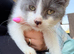 Beautiful kittens looking for their forever homes