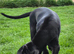 Kc reg, ready this week...fully vaccinated