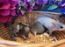 Beautiful Fancy rats