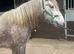 3yr old grey gelding