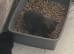 1 Male Grey kitten