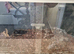 1 indian star tortoise with complete setup