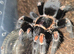 Tarantula list mostly females