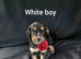 KC Reg health tested working cocker spaniels