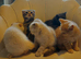 3 handsome boys left in Bradford