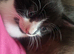 1 beautiful kitten looking for forever homes