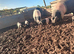 British pure bread Saddleback weaners