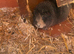 Bonded pair of guinea pigs