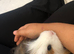 2 silly tame male swiss Guinea pigs