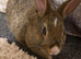 Mixed breed baby rabbits