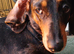 2 female 4yo .rehome together only