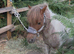 Superstar kids pony