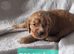 Cockerpoo puppies for sale