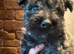 Playful, Healthy Robust Pups