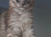 Maine coons World Champion Bloodlines