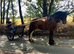 16Hh 4YO Gelding RIDE AND DRIVE 100% BOMBPROOF COB