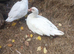Muscovy ducks