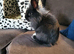 Lionhead baby 14 weeks old