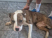 English bull terrier x Am Staff