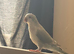 Tame quaker for sale