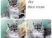 TICA registered Maine coon kittens