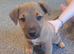 Patterdale, Lakeland, Jack Russell Cross