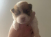 Beautiful flower bear coat k c reg