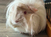 Female needing a home