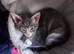Kittens 11wks