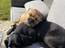 KC Registered Border Terrier for stud. KC name Pebbledyke Pointing