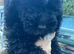 Last one beautiful puppy available