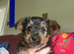 Beautiful Yorkshire Terrier puppies.