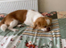 Japanese Chin Cross with a Shituz Male 13 Months Old