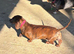 Red brindle mini dachshund rare