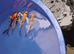 koi beautiful colours hand picked