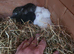 I have 2 litters of mini lops babies