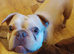 French bulldog! 2yrs old. Pedigree,but no papers. Looking to use as stud dog. Excellent health fitness . breathing. Beautiful male dog