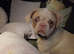 Loving platinum pink koi female pug with blue eyes