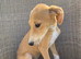 Lovely Litter of Lurcher Puppies Available