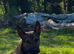 Bull herder - ready 1st nov (2 puppies left)