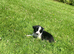 ****1 Stunning Male Border Collie Puppy****