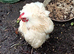 A beautiful group of young laying hens.