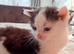 Adorable male kitten