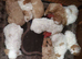 Cavapoo poo's