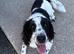Cocker spaniel girl 9 months old