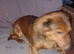 Long haired dachshund